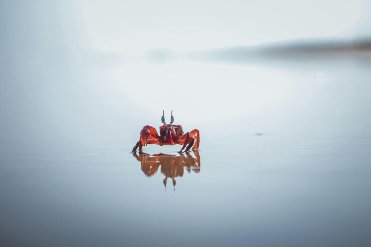 A crab on the beach, courtesy of Pexels.